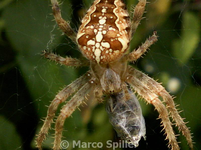 Araneus diadematus - Val d''Assa (VI)